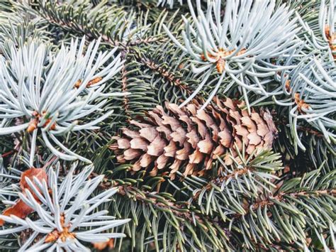 Pin Tree Stock Image Image Of Plant Spruce Evergreen 102197675