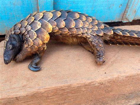 Its World Pangolin Day