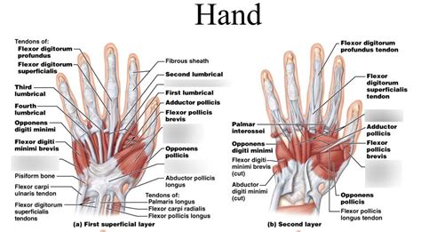 Muscles Of The Hand By Asklepios Medical Atlas Off