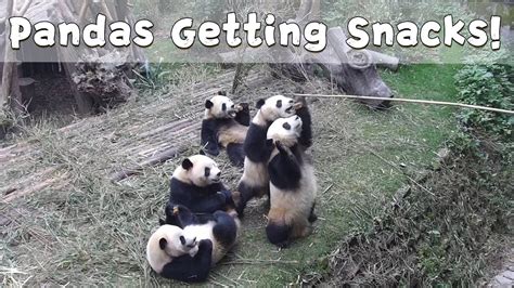 Pandas Fight Over Snacks Ipanda Youtube