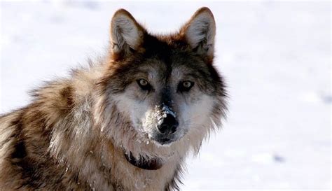 Enviros Sue Feds To Force Recovery Of Endangered Mexican Gray Wolf