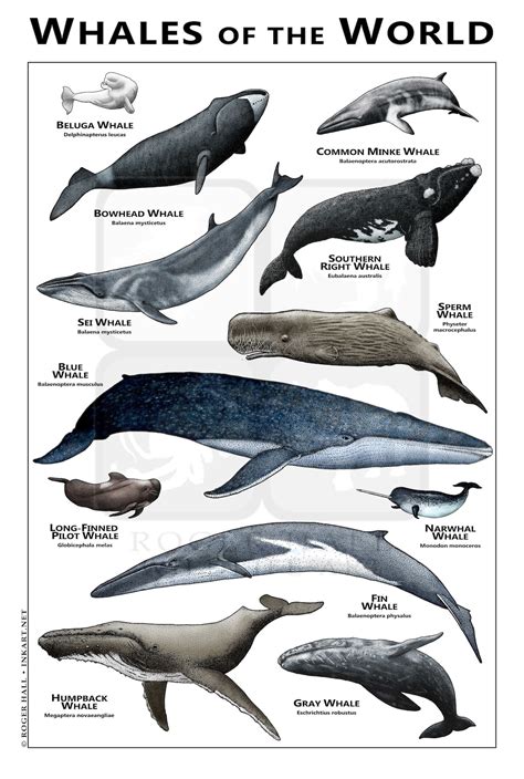 Whales Of The World Posterfield Guide Etsy