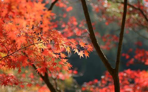 Japan Autumn Leaves Wallpapers Hd Desktop And Mobile Backgrounds