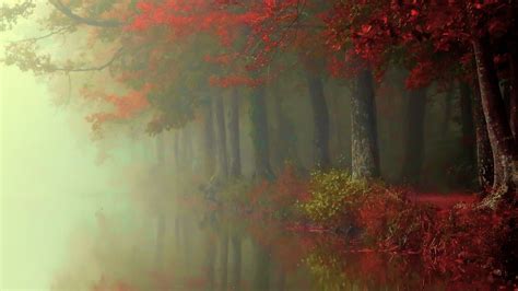Wallpaper Sunlight Trees Landscape Painting Forest Fall Leaves