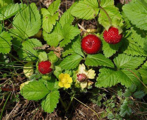 Indian Strawberry Eat The Weeds And Other Things Too
