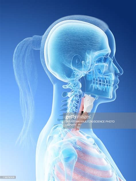 Female Throat Anatomy Illustration High Res Vector Graphic Getty Images
