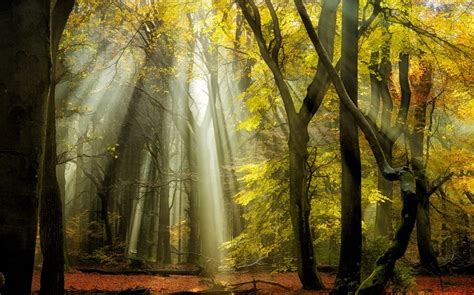 Wallpaper Sunlight Trees Landscape Fall Leaves Nature Branch