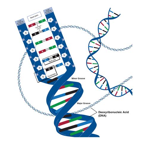 Convert Text To A Dna Sequence With Python By Ammielle Wb Medium