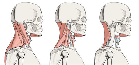 Some important structures contained in or passing through the neck include the seven cervical vertebrae and enclosed spinal cord, the jugular veins and carotid arteries, part of the esophagus, the larynx. How to Draw the Neck - Anatomy for Artists | Proko