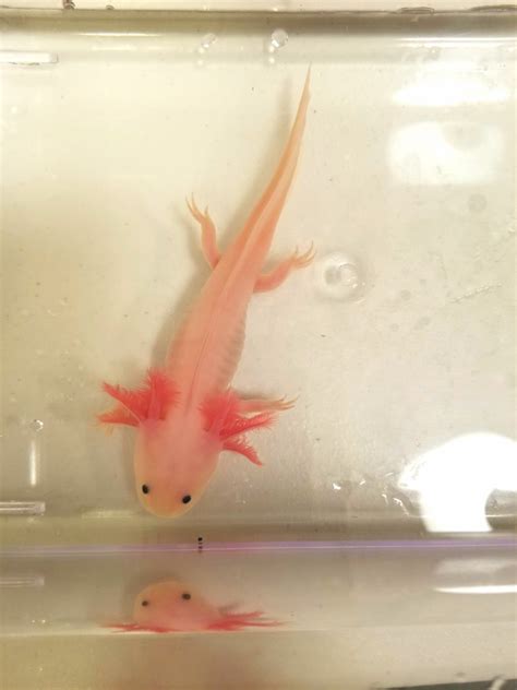 7 Inch Sub Adult Pink Lucyleucistic Axolotl 2 Ivys Axolotls