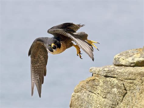 Peregrine Falcon Bird Facts Falco Peregrinus Birdfact