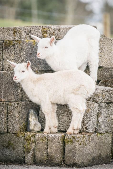 Mayo Nanny Goat Gives Birth To Rare Twin Sheep Goat Hybrid Geeps
