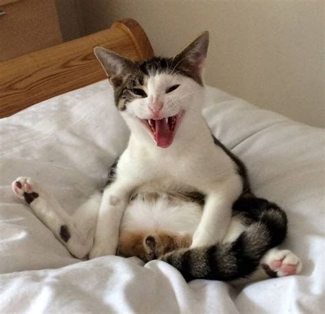 cat has the perfect reaction to discovering he s been neutered aol news