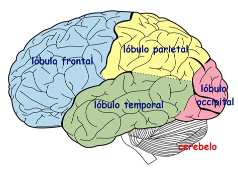 Biografía de lo Humano 05 Entendiendo el encéfalo El Cedazo