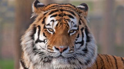 Beautiful Tiger Eyes Wallpaper Download Full Free High Resolution