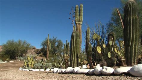 Below is a slideshow of pictures taken outside the gates that lead visitors to the tovrea castle's entrance. Cactus Blog - Cactus Jungle