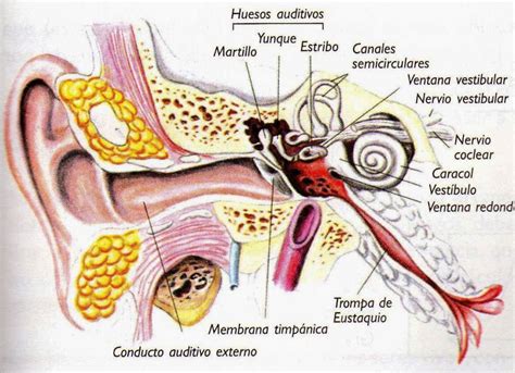 El Oído ¿qué Es Características Anatomía Partes Estructura Y Más