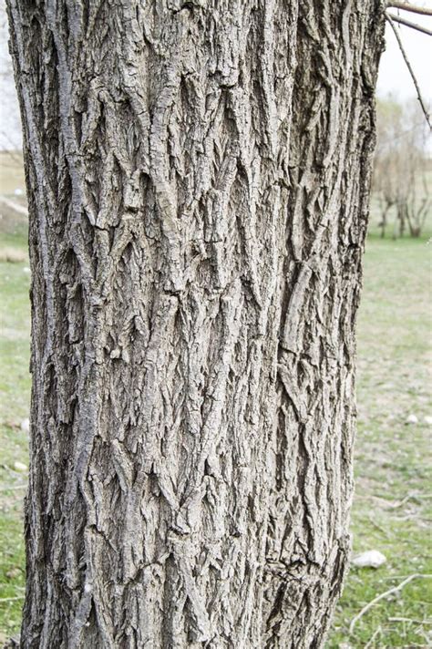 Willow Tree Outer Shell Pictures Tree Bark Patterned Bark Willow