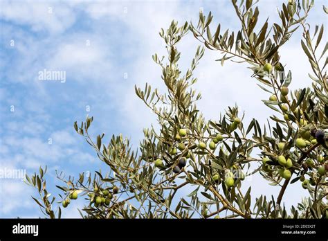 Olive Tree Olea Europaea With Green Olives On Branches Stock Photo