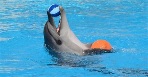 Sharm El Sheikh Pokaz Delfin W I Opcjonalne P Ywanie Z Delfinami
