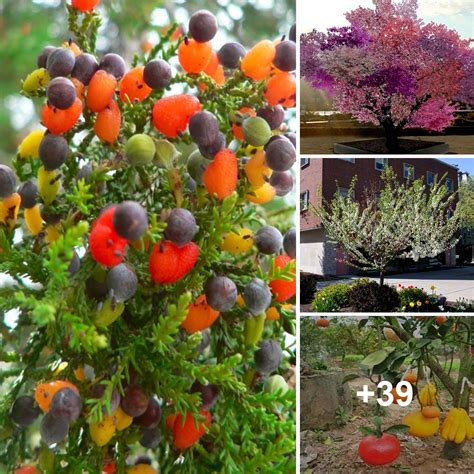 The Inspiring Living Art Of Sam Van Akens Tree Of 40 Fruit Special 68