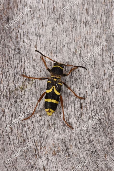Wasp Beetle Clytus Arietis Adult Resting Editorial Stock Photo Stock
