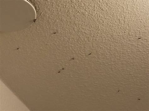 Dealing With Unwanted Guests Tiny Black Bugs On Walls And Ceiling