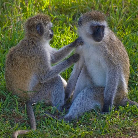 Seven Intriguing Animals That Start with The Letter V