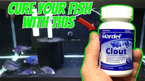 How To Use Mardel Clout To Treat Sick African Cichlid Aquarium Fish