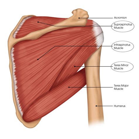The human shoulder is made up of three bones: What are the Rotator Cuff Muscles? - Brace Access