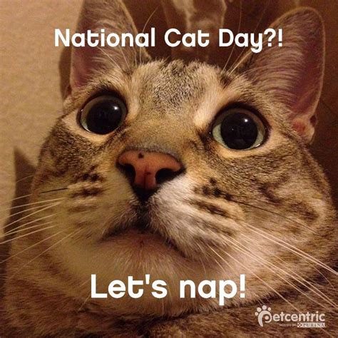 Famous Cat Days Celebrated In The U S Cat Day National Cat Day Cats