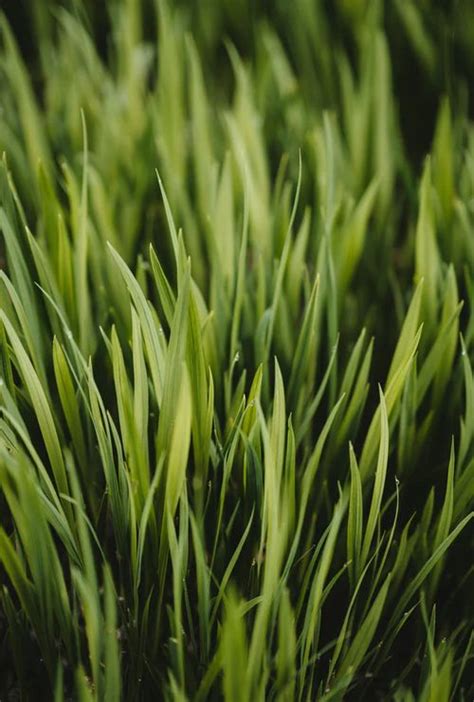Best 500 Grass Pictures Download Free Images On Unsplash Grass