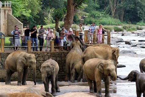 Orfanato De Elefantes De Pinnawala Sri Lanka Qué Ver En Colombo
