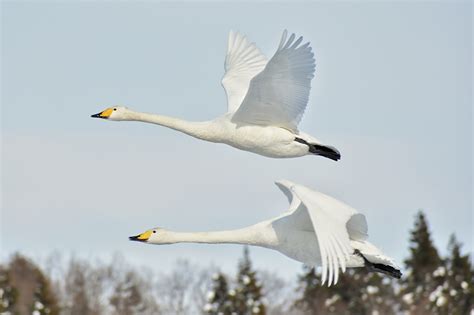 Фото Гуси Птицы Двое Белый Полет Животные