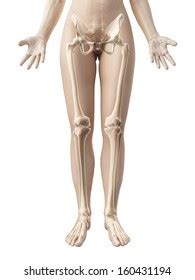 A bone as english defines, is any of the pieces of hard, whitish tissue making up the skeleton in the pelvic girdle is more flexible in females than in males due to the need for it to widen during delivery. Female Pelvis Images, Stock Photos & Vectors | Shutterstock