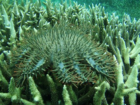 Wave Of Predatory Starfish Decimate Palawans Reefs Wwf