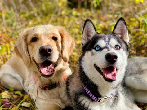 Golden Retriever Husky Mix Active Energetic And Companionable Dog