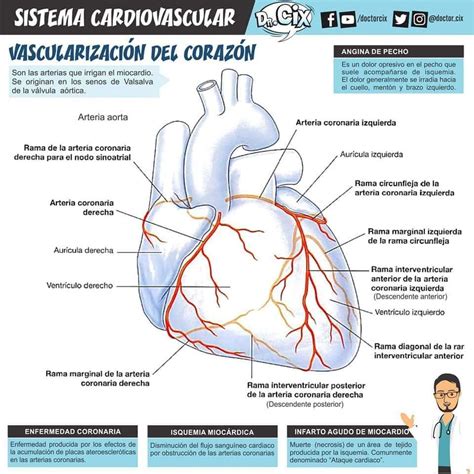 Pin De Moyebra En Cardio Anatomia Cardiaca Fisiología Y Cardiología