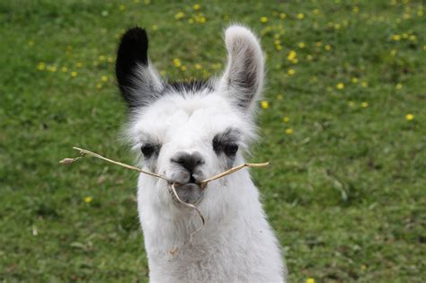 Baby Lama By Bozzetta Gabriele Photo 37283364 500px