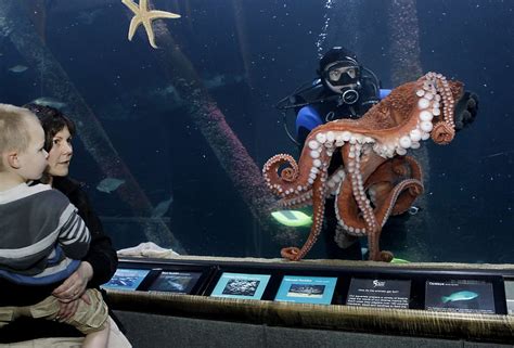 3 Giant Pacific Octopuses Join Aquarium Of The Bay Sfgate
