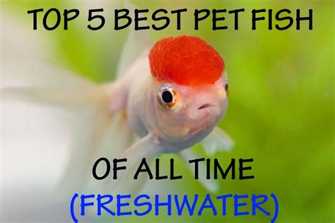 The Top 5 Best Pet Fish Of All Time Freshwater 2018 Pet Fish