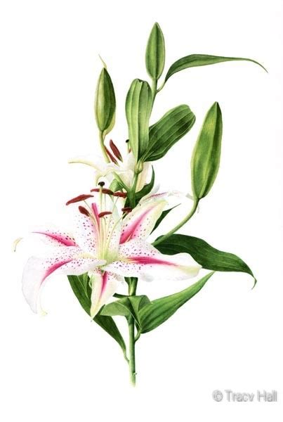 Oriental Lily