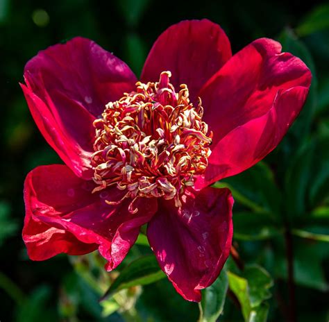 Pfingstrose Nippon Beauty Paeonia Hybrida Nippon Beauty Günstig Kaufen