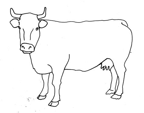 Highland Cow Line Drawing Sketch Coloring Page