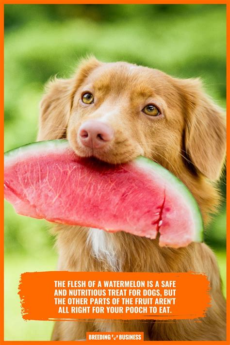 Watermelon For Dogs Safety Quantity Pros Cons And Faqs