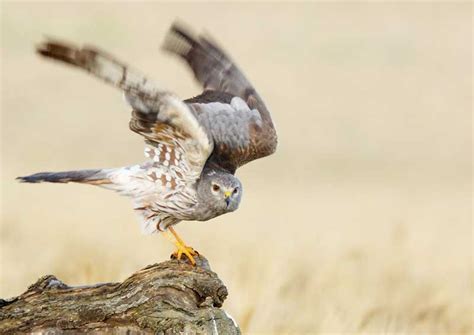 British Birds Of Prey Identification Guides Bird Spot 2022