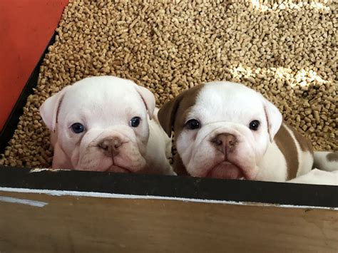 English Bulldog Puppies For Sale | Homestead, FL #297689
