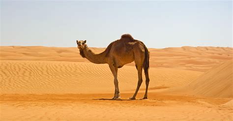 Camel jockey in community dictionary. Camel in Namib Desert 4K Wallpaper | HD Wallpapers