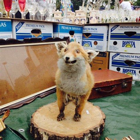 What It Looks Like When Taxidermy Goes Wrong 19 Pics