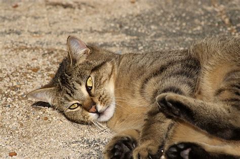 Run And Play Beautiful Brown Tabby The Feral Life Cat Blog